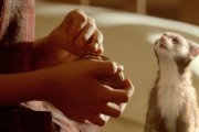 Золотой Компас / The Golden Compass (2007)
