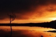 Кукушка (2002)