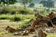 Африканские кошки: Королевство смелости / African Cats (2011)