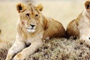 Африканские кошки: Королевство смелости / African Cats (2011)
