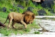Африканские кошки: Королевство смелости / African Cats (2011)