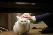 Кот: глаза, которые видят смерть / Go-hyang-i: Jook-eum-eul Bo-neun Doo Gae-eui Noon (2011)