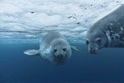 Океаны / Oc&#233;ans (2009)