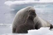Океаны / Oc&#233;ans (2009)