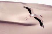 Птицы / Le peuple migrateur (2001)