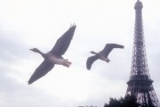 Птицы / Le peuple migrateur (2001)