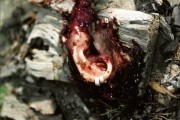Поворот не туда / Wrong Turn (2003)