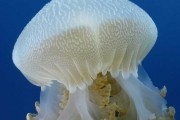 На глубине морской 3D / Under the Sea 3D (2009)