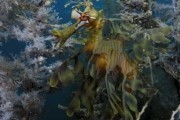 На глубине морской 3D / Under the Sea 3D (2009)