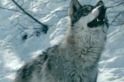 Замёрзшие / Frozen (2010)