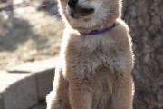 Хатико: Самый верный друг / Hachiko: A Dog's Story (2009)