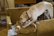 Марли и я / Marley & Me (2008)