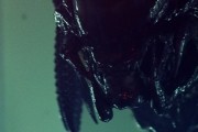 Чужие против Хищника: Реквием / AVPR: Aliens vs Predator - Requiem (2007)