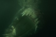 Крокодил / Rogue (2007)
