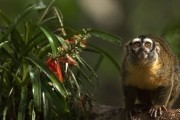 Амазония / Amazonia (2013)