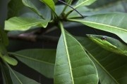 Амазония / Amazonia (2013)