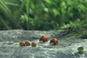 Букашки. Приключение в Долине муравьев / Minuscule - La vall&#233;e des fourmis perdues (2013)