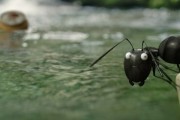 Букашки. Приключение в Долине муравьев / Minuscule - La vall&#233;e des fourmis perdues (2013)