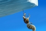Ледниковый период 2: Глобальное потепление / Ice Age: The Meltdown (2006)