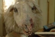 Паршивая овца / Black Sheep (2006)