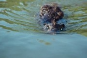 Бобры-зомби / Zombeavers (2014)