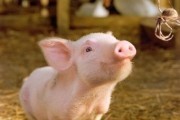 Паутина Шарлотты / Charlotte's Web (2006)