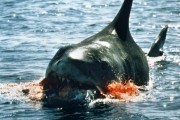 Челюсти / Jaws (1975)