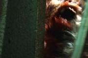 Репортаж: Апокалипсис / [REC] 4: Apocalipsis (2014)