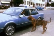 Тёрнер и Хуч / Turner & Hooch (1989)