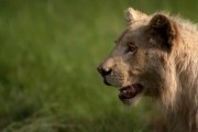 Белый лев / White Lion (2010)