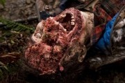 Гризли / Grizzly (2013)