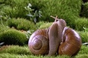 Микрокосмос / Microcosmos: Le peuple de l'herbe (1996)