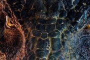 Он – дракон (2015)