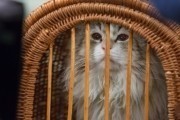 Девять жизней / Nine Lives (2016)