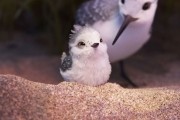 Песочник / Piper (2016)