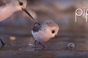 Песочник / Piper (2016)